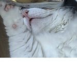 monicachopi