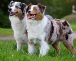 Hunde sind tolle Tiere