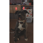 My dog is getting Sold..