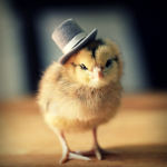 My Chicks!!