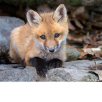 Foxes Rule Group