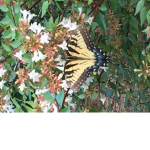 Butterfly Nation