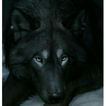 The Native Blue Wolves