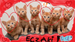 ECZAK ECZY