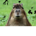 Capybaras for life :)