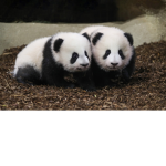 Hi panda group