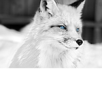 Artic Fox Zone