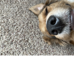 teddy8ear12