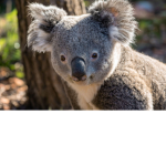 ###### Koala