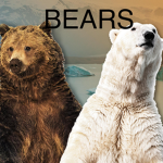 Bear County