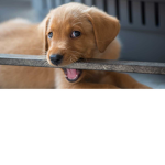 The Alpha Doggo's
