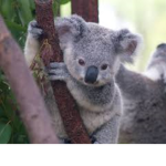 The Koala Squad 12