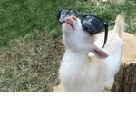 Goat support