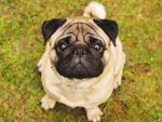 PUGS RULE THE WORLD FOR EVER