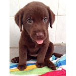 Cute atheistic puppy