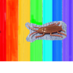 ダンゴムシグループ