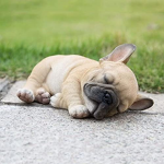 Pups acadamy