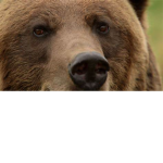 Bears & Bunnys & Cows