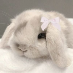 !~ Jays Bunnis ~!