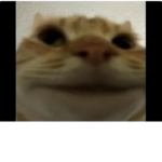 Lazarus groupus