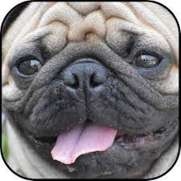 Pug People Obby [MORE PUGS AND RAINBOW UPDATE]