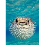 The Pufferfish Kingdom