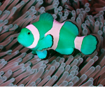 CLOWN FISH ARMY