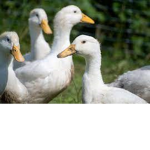 QuackAttack