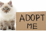 tik tok adopt me group