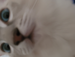 猫好き