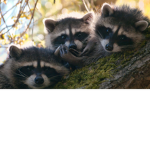 -racoons-
