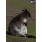 wallaby&monkey