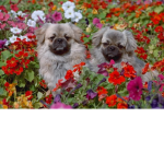 animals sky!