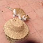 Cat’s galore
