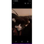 Team baby cat