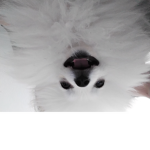 WASDUWOLLEN