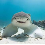 Snuggly sharks