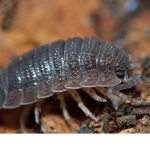 Head lice army