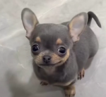 Redbelt's yt group