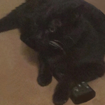Sleepy Kittens on remote