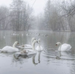 deadinthesnow