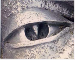 The Awakened Eye