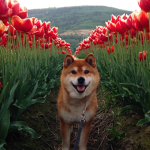 Shiba is cute >-<