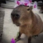 CAPYBARA!!!!