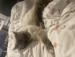The world most cutest cat