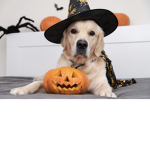 Hollowen dog