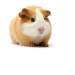 guinea pig addicts!