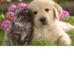 adedes' freind group