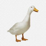 DUCK Thailand Studio