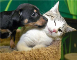 Animals4ever